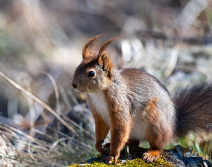 Squirrel standing on rock and scouts