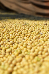soybeans, seeds, soybean seeds, agriculture, farming, plantation