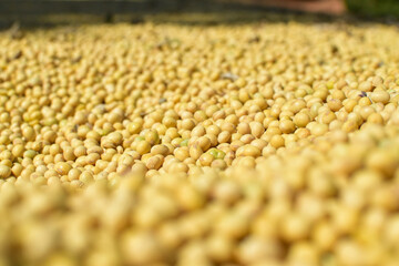 soybeans, seeds, soybean seeds, agriculture, farming, plantation
