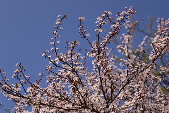 Blooming tree with pink flowers on  blue sky background in spring