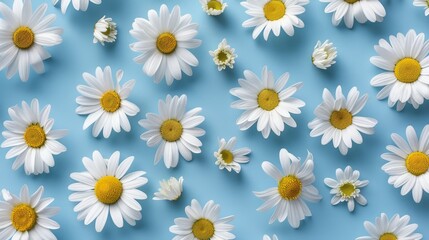 Multiple white daisies with yellow centers on a blue background. Flat lay composition with place for text. Springtime floral pattern concept