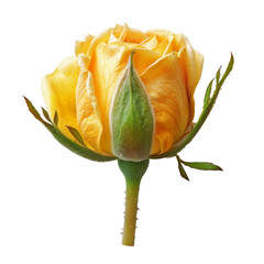 Beautiful single yellow rose isolated on transparent background.