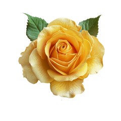 Beautiful single yellow rose isolated on transparent background.