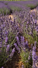 Obraz premium Close-up of a blooming lavender field (lavandula angustifolia)