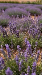 Obraz premium Close-up of a blooming lavender field (lavandula angustifolia)