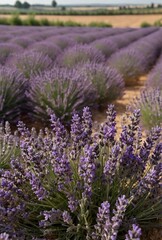 Obraz premium Close-up of a blooming lavender field (lavandula angustifolia)