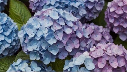 Obraz premium Purple blue beautiful blooming hydrangea field