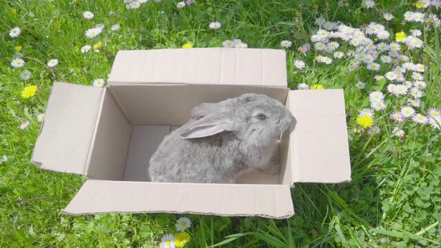 rabbit in a box in nature, gray rabbit in the spring on the grass, Easter rabbit, gift rabbit