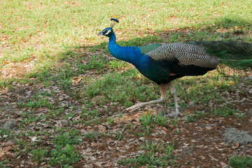 Obraz premium Colorful peacock with blue, green, gray, white and black with feathers behind walking away in the grass in the bright afternoon sun and shade in Florida. Wide horizontal shot, room for copy. 