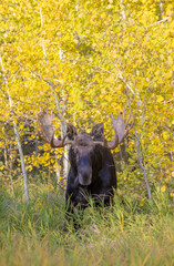 Bull Moose in Autumn in Wyoming