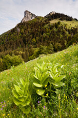 Massif des bornes