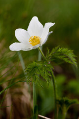 Fleurs