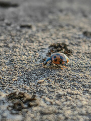 ladybug on the sand