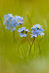Fleurs