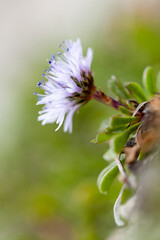 Fleurs