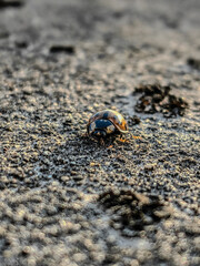 snail on the sand