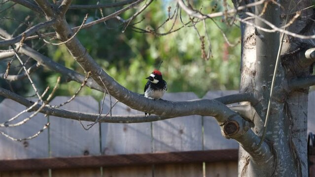 Acorn Woodpecker climbing a tree branch