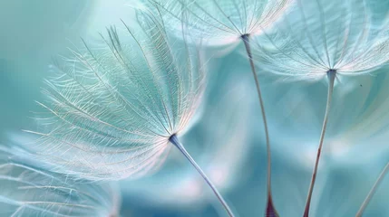 Foto op Canvas Close Up of Dandelion With Blurry Background © olegganko