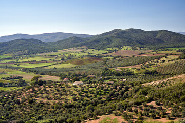 Agricultural landscape with olive and vine plantations in Tuscany
