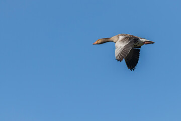 Flying color duck with blue sky in spring sunny fresh day