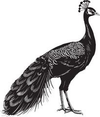 Radiant Peacock Beauty Black Logo Design of Majestic Bird Icon Splendid Feathered Regality Large Peacock Emblem in Vector Black