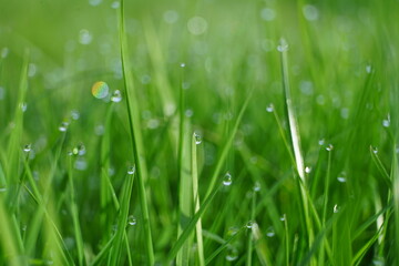 grass with dew drops