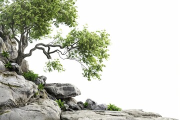 tree on the rocks isolated on white background