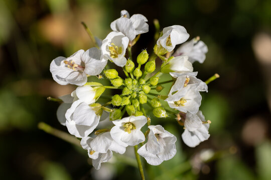 Descubre el encanto vibrante de las flores silvestres mientras pintan el paisaje con explosiones de color, un testimonio de la belleza y la resistencia del tapiz floral de la naturaleza.