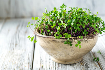 Microgreen broccoli in bowl on wooden background