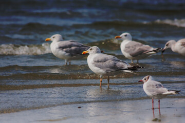 Gulls on the sea shore on the beach - 761791930