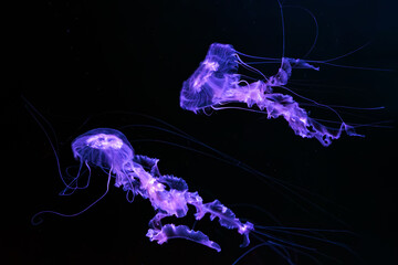 Group of Black sea nettle, Chrysaora achlyos swimming in dark water of aquarium tank with purple neon light. Aquatic organism, animal, undersea life, biodiversity