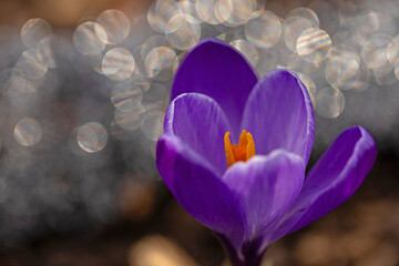 macro of a beautiful crocus flower in a garden in early springtime with bokeh