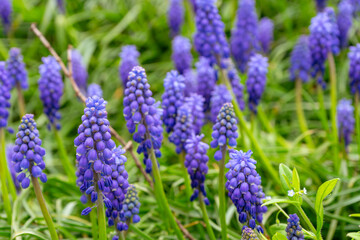 Blue Muscari flowers, Muscari armeniacum, Grape Hyacinths blooming in spring meadow or garden. Nature, floral background, seasonal concept.