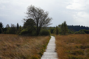 path in the heath