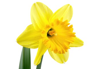 Beautiful Yellow Daffodil Blooming. Spring Flower Isolated on White Background
