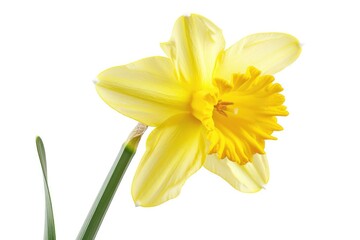 Beautiful Yellow Daffodil in Bloom, Isolated on White Background for Spring Floral Design