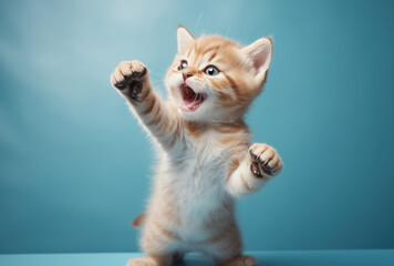 A cute ed and white kitten on a blue background - obrazy, fototapety, plakaty