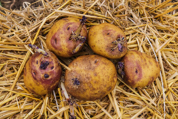 potato tubers in the spring before planting in the ground close-up