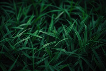 Fototapeta na wymiar Close-Up of Fresh Dark Green Grass in a Beautiful Blurred Field Shot, Perfect for Summertime Nature Backgrounds