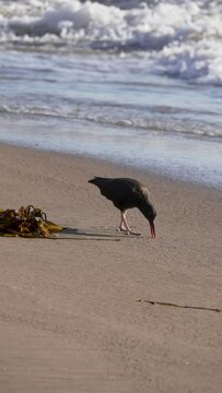 The blackish oystercatcher coastal bird eating on the beach 