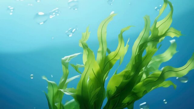 Green plant is in water