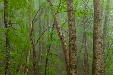 Gordijnen Forêt dans le brouillard © Pierre
