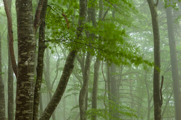 Fototapeta premium Forêt dans le brouillard