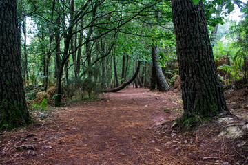 chemin de la foret de Brocéliande
