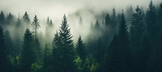 Misty forest: A foggy morning in the woods creates a mysterious and moody atmosphere.