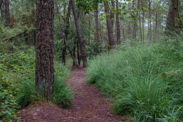chemin de la foret de Brocéliande avec hautes herbes