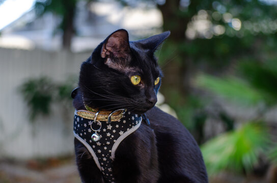 Beautiful bombay black cat side profile resting in an outdoor garden. black cat outdoors with a harness