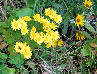 Late fall. Yellow chrysanthemums are blooming in the garden. As a background texture