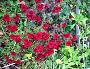 Late fall. Red chrysanthemums are blooming in the garden. As a background texture
