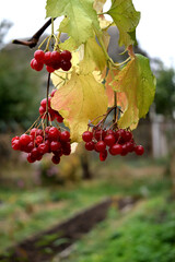 a bunch of red viburnum in the garden, close-up as a texture for the background